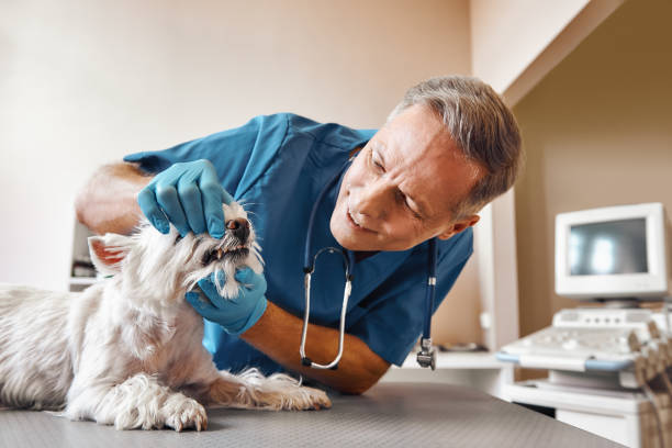 Best Emergency Broken Tooth Repair in Polson, MT
